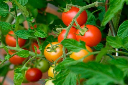 Як поливати помідори у відкритому грунті поради для хорошого врожаю
