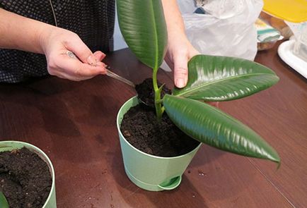 Hogyan ültessünk egy ficus termesztési és ápolási otthon