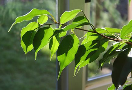 Hogyan ültessünk egy ficus termesztési és ápolási otthon