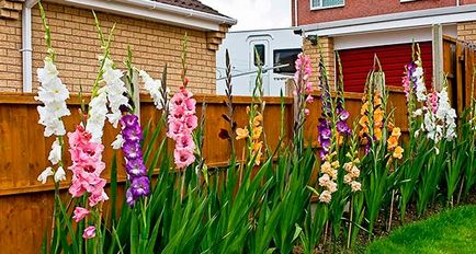 Cum să planteze gladioli în primăvară sfaturi care alăptează, astfel încât acestea să înflorească