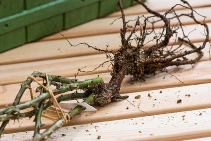 Cum să plantezi trandafiri, selecția cutie și cultivarea răsadurilor