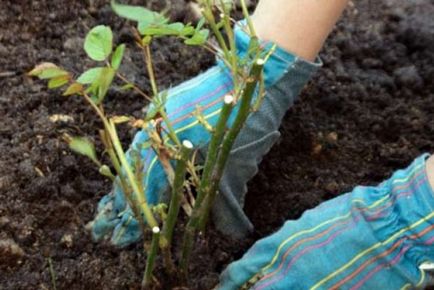 Cum să plantezi trandafiri, selecția cutie și cultivarea răsadurilor