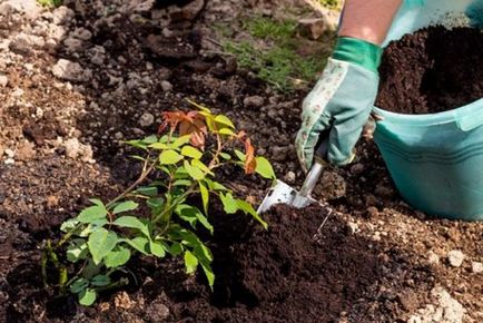 Cum să plantezi trandafiri, selecția cutie și cultivarea răsadurilor