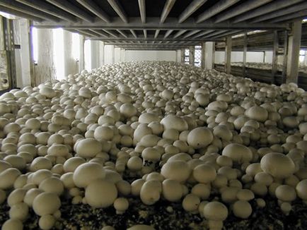 Cum de a construi o afacere de ciuperci de la zero, analiza rentabilității, organizarea cultivării de ciuperci