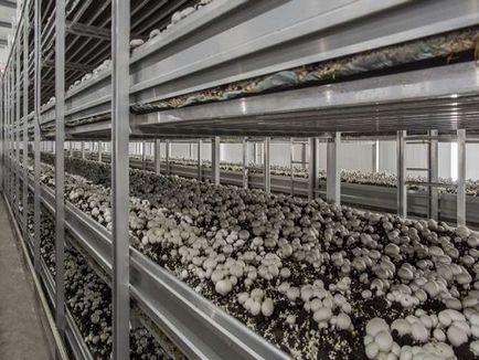 Cum de a construi o afacere de ciuperci de la zero, analiza rentabilității, organizarea cultivării de ciuperci