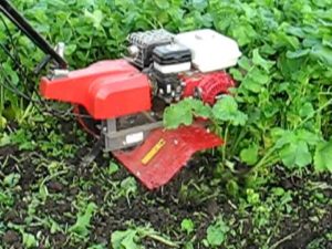 Cum să utilizați în mod corespunzător sideratele din grădină pentru a îmbunătăți fertilitatea solului