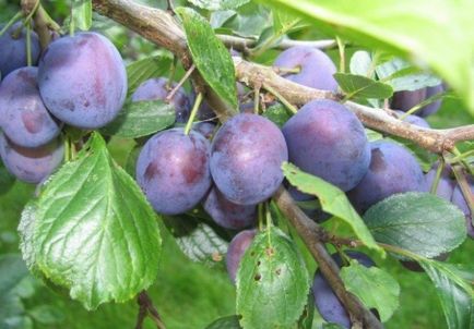 Cum se scrie un stres de prune sau de prune