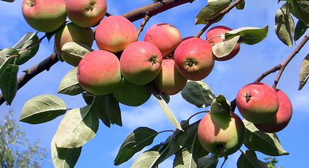 Cum să tăiați în mod corect pomii fructiferi în primăvară