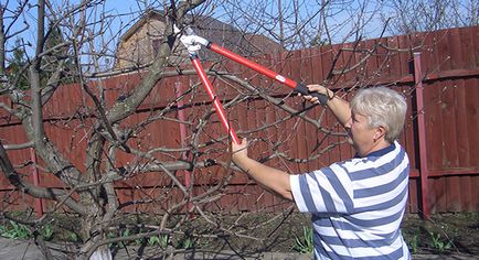 Як правильно обрізати плодові дерева навесні