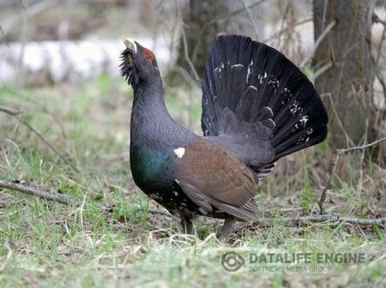 Cum de a vâna în mod corespunzător pentru cocoș negru cu un câine