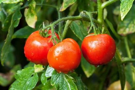 Як правильно пікірувати томати