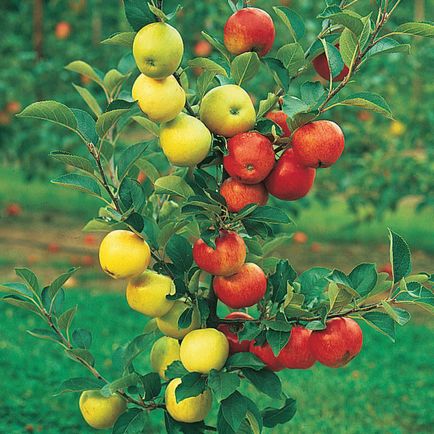 Як правильно прищепити на одну яблуню кілька сортів - поради агронома