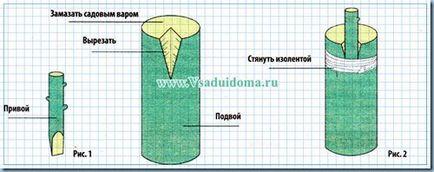 Як правильно прищепити на одну яблуню кілька сортів, сайт про сад, дачі і кімнатних рослинах