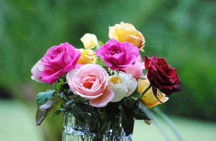 Як правильно зберегти троянди у вазі
