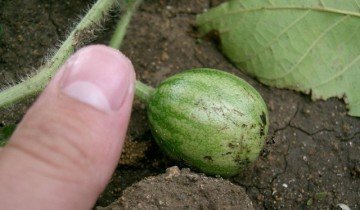 Hogyan ápolják a görögdinnye - növekvő ültetvények az országban