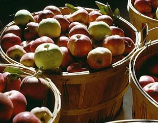 Як правильно зберігати яблука та груші