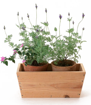 Hogyan kell átalakítani szűztalaj egy elegáns gyep, pázsit és az őket gondozó (számukra) Hogyan kell átalakítani szűztalaj egy elegáns gyep, pázsit és az őket gondozó