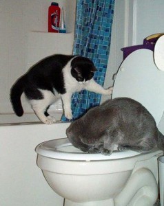 Як привчити кошеня до туалету, домашні улюбленці
