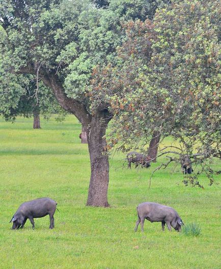 Cum să aduci acasă un jamon sau ce trebuie să știi despre obiceiuri - un blog 