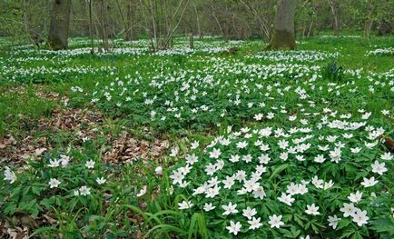 Cum să crești un stejar și o anemonă arctică