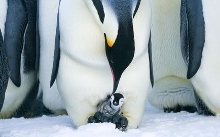 Pe masura ce masculii pinguinilor imperiali se ocupa de descendentii lor, mai proaspat este cel mai bun din Runet pentru o zi!