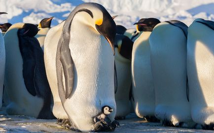 Як самці імператорських пінгвінів піклуються про своє потомство, fresher - найкраще з рунета за день!