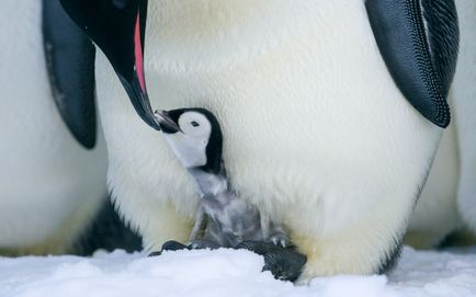 Pe masura ce masculii pinguinilor imperiali se ocupa de descendentii lor, mai proaspat este cel mai bun din Runet pentru o zi!