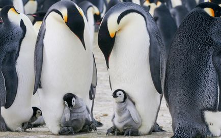 Ahogy a férfi Császár pingvinek gondoskodni utódaik, frissebb - a legjobb a nap, amit valaha is szüksége van!