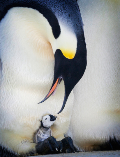 Pe masura ce masculii pinguinilor imperiali se ocupa de descendentii lor, mai proaspat este cel mai bun din Runet pentru o zi!