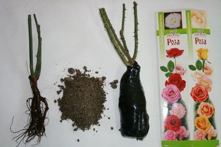 Як садити троянди, куплені в коробці вибір і підготовка саджанця, вимоги до грунту, технологія
