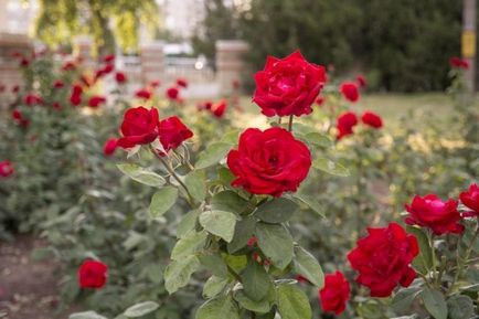 Як садити троянди, куплені в коробці вибір і підготовка саджанця, вимоги до грунту, технологія