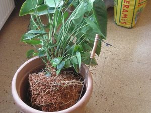 Cum de a planta un trandafir din cutie, plante casa