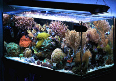 Cum să faceți singur un acvariu, o acoperire și un filtru extern