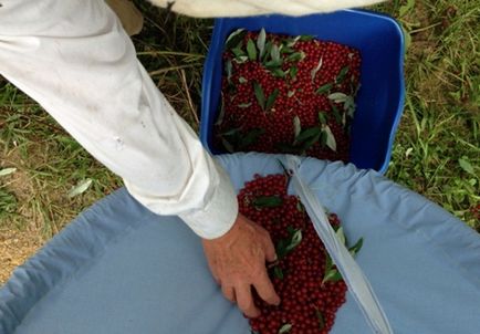 Як зробити фартух збирач плодів і ягід - скарбничка корисних порад