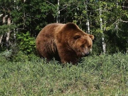 Як зробити пастку на ведмедя