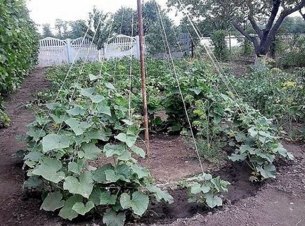 Як зробити шпалери для огірків і помідорів, овочі