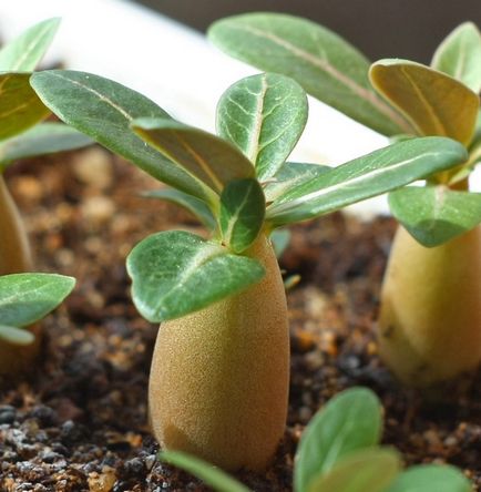 Cum să semănăm semințele de Adenium