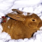 Cum să mențină și cum să hrănească iepuri în timpul iernii pe stradă