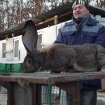 Як містити і чим годувати кролів взимку на вулиці