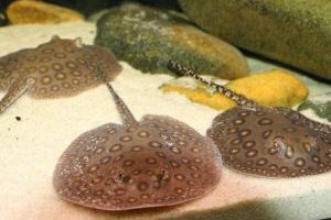 Cum să păstreze într-un acvariu - soma tarakatuma