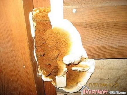 Як знищити домовий грибок