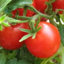 Як прискорити дозрівання томатів у відкритому грунті, приватний будинок