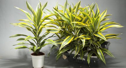 Cum să ai grijă de dracaena la adăparea dracenelor acasă