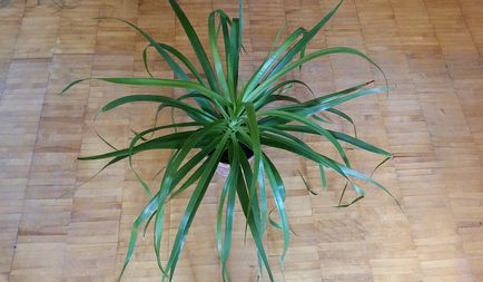 Cum să ai grijă de dracaena la adăparea dracenelor acasă