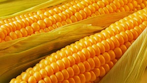 Як варити кукурудзу, щоб вийшли соковиті і смачні качани