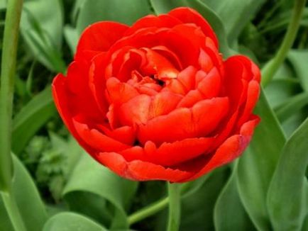Як вибрати і виростити гарні тюльпани! жіночий світ