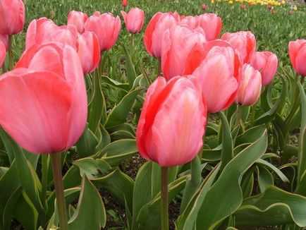 Як вибрати і виростити гарні тюльпани! жіночий світ