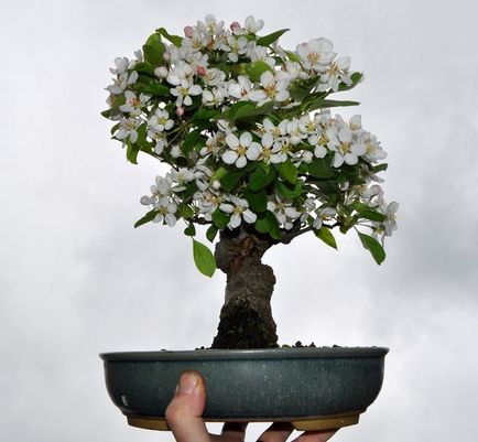 Hogyan nő egy almafa magról (kő) betakarítás magvak, palánták gondozása