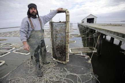 Cum se cultivă stridiile - terraoko - lumea cu ochii tăi