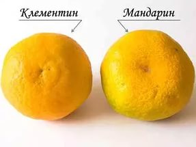 Cum sa cresti un mandarin de casa, consultanta in domeniul florarii